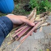 レモングラスを庭に植えました。