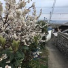 山口のネコ島、祝島に行ってみた。