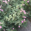Lantana