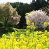 長野県の春の散歩道に咲く植物（菜の花、水芭蕉、桜、芝桜）