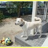 小さいけど勇ましいぞ