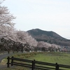 巾着田の桜　満開2014