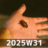 観察と想像 (2025W31)