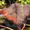 独特な鳴き声　明石川に珍鳥ヒクイナ飛来