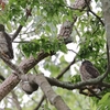 アオバズク雛登場