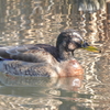 鳥撮日記　うーん、マルガモはliferにはカウント出来ないようです😢