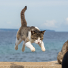 隣県西部離島のねこさん