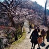 *ず〜っと前の、去年のこと（孫と冬桜見物へ）