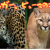 【ジャガー、ピューマの生態とは⁉】ヒョウとの見分け方⁉ネコ科同士の違いとは⁉