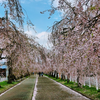 福島県の絶景　喜多方の日中線しだれ並木　