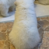 ちゃ～くんとか青くんとか