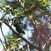 メキシコシロガシラインコ(White-crowned Parrot)