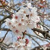 【茂原】房総半島の桜　穴場お花見スポット豊田川！