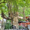 【京都】左京区、『満足稲荷神社』に行ってきました。