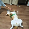 へそ天している柴犬