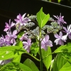 正覚寺の花菖蒲、紫陽花2024