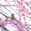 冬なのにお花見？スタバでできる、ARを使ったお花見イベント！