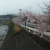 五島の桜・・・・ちりぬるおわか