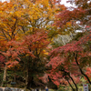 奈良県の紅葉スポット、3000本のもみじが織りなす「錦の里」大本山 正暦寺へ。旧奈良監獄と。奈良公園とか。