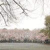 桜満開なのだけれど、霧雨の終末ラン　～ここで一息。新たにスタート～