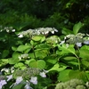 ✿上野公園のアジサイが綺麗です❀