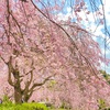 枝垂れ桜ならここ！茨城県の隠れた桜の名所🌸