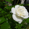 川越便り・白薔薇篇