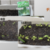 庭で秋野菜 17【チンゲンサイ】