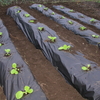 ベランダで育苗した白菜を定植