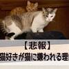 【悲報】猫好きが猫に嫌われる理由