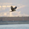 同窓会のついでに野鳥撮影