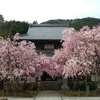 大同寺のしだれ桜