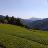 一番茶シーズンは折り返しくらいに･･･