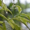 雨季に入りました