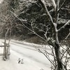 一週間ぶりの雪