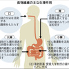 食物繊維　食べ方の新常識