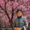 背景は満開の花桃 