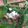 ミニトマトに虫の白い卵が…　よく見るとアゲハ蝶の幼虫に産み付けられていて。　寄生蜂（タバコスズメバチ）でした…