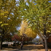 運動公園の紅葉　そして　書道展へ