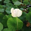 大賀ハス園＠岐阜県羽島市の大賀ハスは開花時期に早かったということなのか？