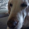 虫忌避リードディフューザーのその後