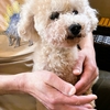 犬　糖尿病　採血日