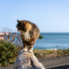 東北東部東離島のねこさん