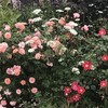 薔薇