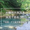 水槽用天然流木は渓流で拾おう！下処理・アク抜きの仕方等徹底解説！