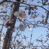 恒例のお彼岸お墓参り