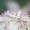 名城公園の紫陽花　その３