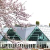 フラワーパーク江南　エドヒガン・菜の花畑　桜めぐり 2025