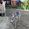 老犬ホームあん｜新人さん あんず＆ゆず^^