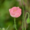 夏の原っぱにて　～　自然界のレバレッジ効果